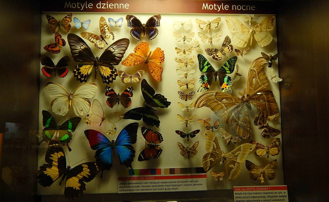 Grafika Muzeum Motyli