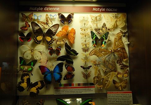 Muzeum Motyli